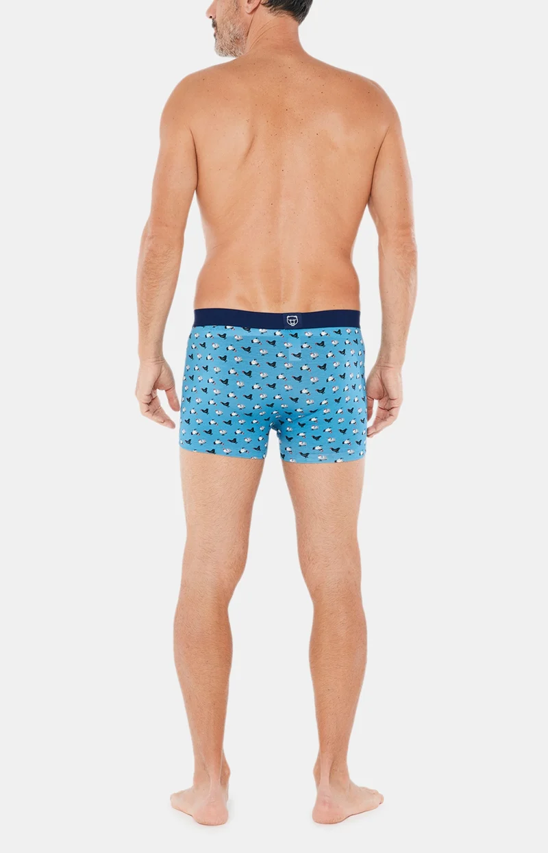 Boxer - Poule